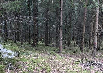 forêt de conifères